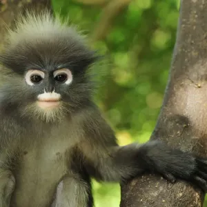 Dusky Leaf Monkey / Spectacled Langur / Spectacled Leaf Monkey - Khao Sam Roi Yot National Park - Thailand Dusky Leaf Monkey / Spectacled Langur / Spectacled Leaf Monkey - Khao Sam Roi Yot National Park - Thailand