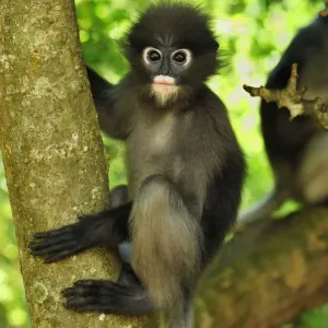 Dusky Leaf Monkey / Spectacled Langur / Spectacled Leaf Monkey - Khao Sam Roi Yot National Park - Thailand Dusky Leaf Monkey / Spectacled Langur / Spectacled Leaf Monkey - Khao Sam Roi Yot National Park - Thailand