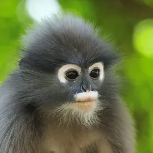Dusky Leaf Monkey / Spectacled Langur / Spectacled Leaf Monkey - portrait - Khao Sam Roi Yot National Park - Thailand Dusky Leaf Monkey / Spectacled Langur / Spectacled Leaf Monkey - portrait - Khao Sam Roi Yot National Park - Thailand