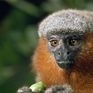 Dusky Titi Monkey Amazon Brazil