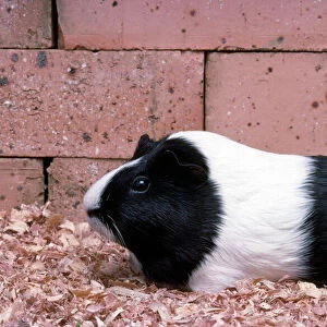Dutch Guinea Pig