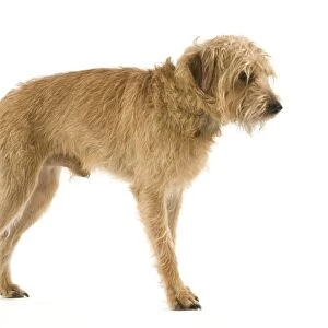 Dutch Smoushond Dog