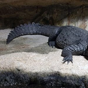 Dwarf crocodile, West Africa