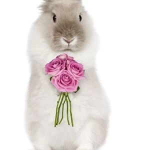 Dwarf Lion-head Rabbit - on hind legs holding flowers - Captionable Digital Manipulation: Flowers (Su)