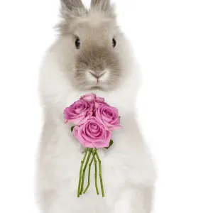 Dwarf Lion-head Rabbit - on hind legs holding flowers - Captionable Digital Manipulation: Flowers (Su) Dwarf Lion-head Rabbit - on hind legs holding flowers - Captionable Digital Manipulation: Flowers (Su)