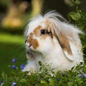 Dwarf lop rabbit - in garden