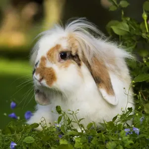 Dwarf lop rabbit - in garden