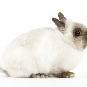 Dwarf Rabbit Dwarf Rabbit