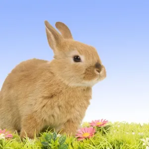 Dwarf Rabbit - with flowers Digital Manipulation: background from white to blue