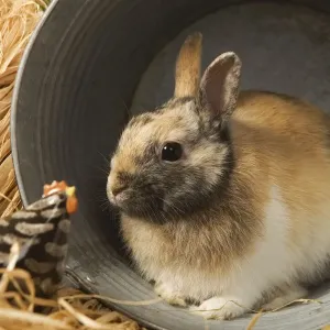 Dwarf Rabbit - sheltering in metal bucket