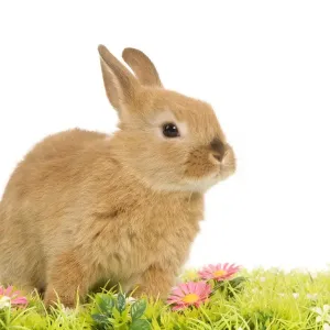 Dwarf Rabbit - in studio with flowers