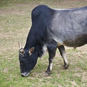 Dwarf Zebu - A development of the sacred cattle of India with the characteristic hump over shoulder