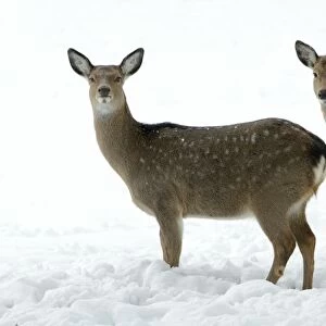 Dybowski's / Sika Deer - two does alert on snow covered field in winter - range East Asia