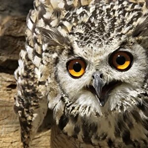 Eagle Owl Bengal / Indian Eagle Owl