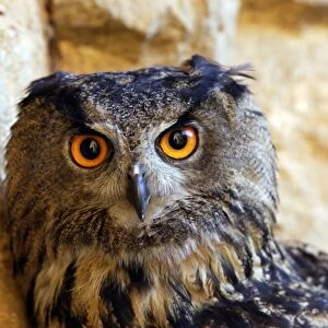 Eagle Owl Ordre : Strigiformes Famille : Strigides