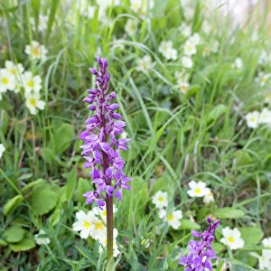 Early Purple Orchids - with Primroses growing on a Norfolk roadside verge (A Norfolk CC roadside nature reserve)