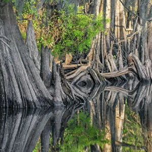 Early spring view of cypress trees reflecting on blackwater area of St. Johns River, central Florida. Date: 12-03-2021