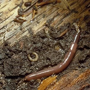 Earthworm