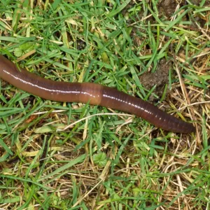 Earthworm - crawling over grass - UK