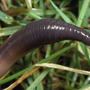 Earthworm - head in close-up