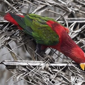 Eastern Black-capped / Purple-bellied Lory In Panapompom village southeastern Papua New Guinea