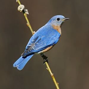 Eastern Bluebird Hamden, CT, USA