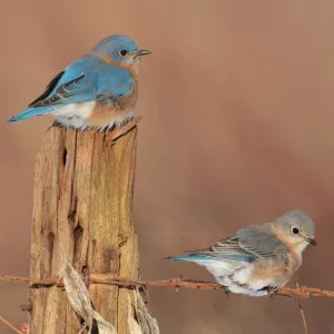 Eastern Bluebird - male and female in winter. Connecticut in January. USA