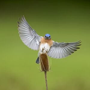 Eastern Bluebird male in flight. Hamden, CT, USA