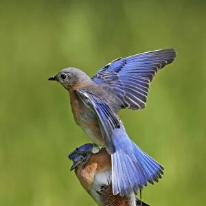 Eastern Bluebird pair, female landing on top of male. Hamden, CT, USA