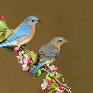 Eastern Bluebird - pair Hamden, CT