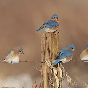 Eastern Bluebird - perched on barbed wire fencing in winter. Connecticut in January. USA