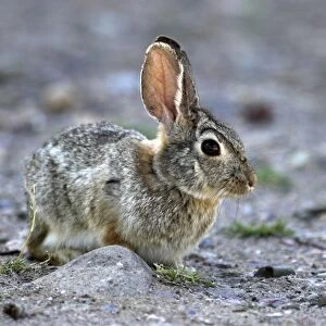 Eastern Cottontail Young one side view. Arizona. USA