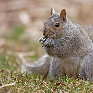 Eastern Gray Squirrel - feeding - CT, USA