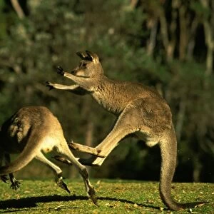 Eastern Grey Kangaroo - Fighting - New South Wales - Australia JPF39197