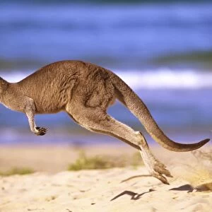 Eastern Grey Kangaroo - running on beach, Murramarang National Park, south coast of New South Wales, Australia JFL17209