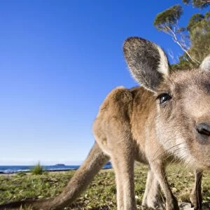 Eastern Grey Kangaroo - super wide angle shot of an adult standing on its hind legs on a sandy beach with the ocean in the background. The animal looks curiously into the camera - Murrammang National Park, New South Wales, Australia