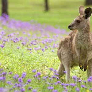 Eastern Grey Kangaroo - young adult sitting on its hind legs in a lush, blooming meadow of pink and yellow flowers - Canarvon Gorge National Park, Queensland, Australia