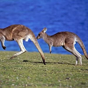 Eastern Grey Kangaroos - Hopping across grassland, Tasmania - Australia - Largest kangeroo species - Males may get up to 2302 mm - Harvested for skins and meat - Native to most of eastern Australia