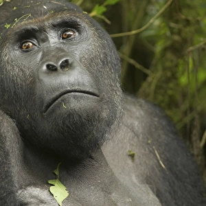 Eastern Lowland Gorilla - male - Kahuzi Biega NP - DRC - Africa