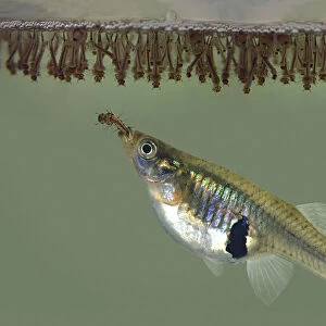 Eastern mosquitofish, Gambusia holbrooki. Mature female eating mosquito larvae at surface. Introduced worldwide in tropical and subtropical countries. North America: Atlantic and Gulf Slope drainages from New Jersey south to Alabama in USA