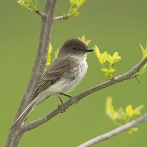 Eastern Phoebe - Perched on branch, May Great Lakes area, Point Pelee, Ontario, Canada _TPL6307