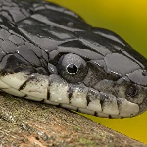 Eastern Rat Snake / Black Ratsnake - on log - New York - USA