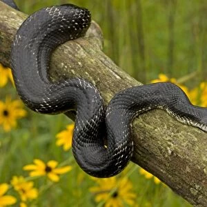 Eastern Rat Snake / Black Ratsnake - on log - New York - USA