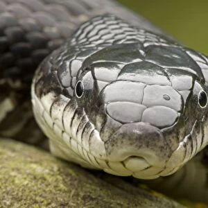 Eastern Rat Snake / Black Ratsnake - New York - USA