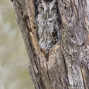 Eastern Screech-Owl - Texas subspecies Megascops asio mccallii. South Texas