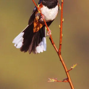 Eastern Towhee - male Connecticut, USA