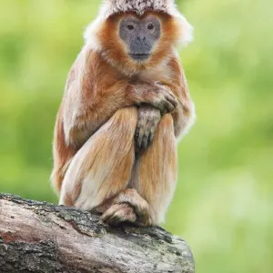 Ebony Leaf Monkey / Javan Langur - animal resting, distribution - Java, Indonesia Ebony Leaf Monkey / Javan Langur - animal resting, distribution - Java, Indonesia