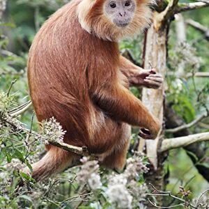 Ebony Leaf Monkey / Javan Langur - animal resting on branch, distribution - Java, Indonesia