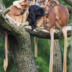 Ebony Leaf Monkey / Javan Langur - family group huddled together, resting, distribution - Java, Indonesia