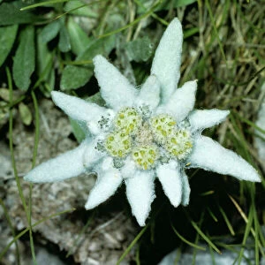 Edelweiss JLM 10576 Leontopodium alpinum © John Mason / ARDEA LONDON